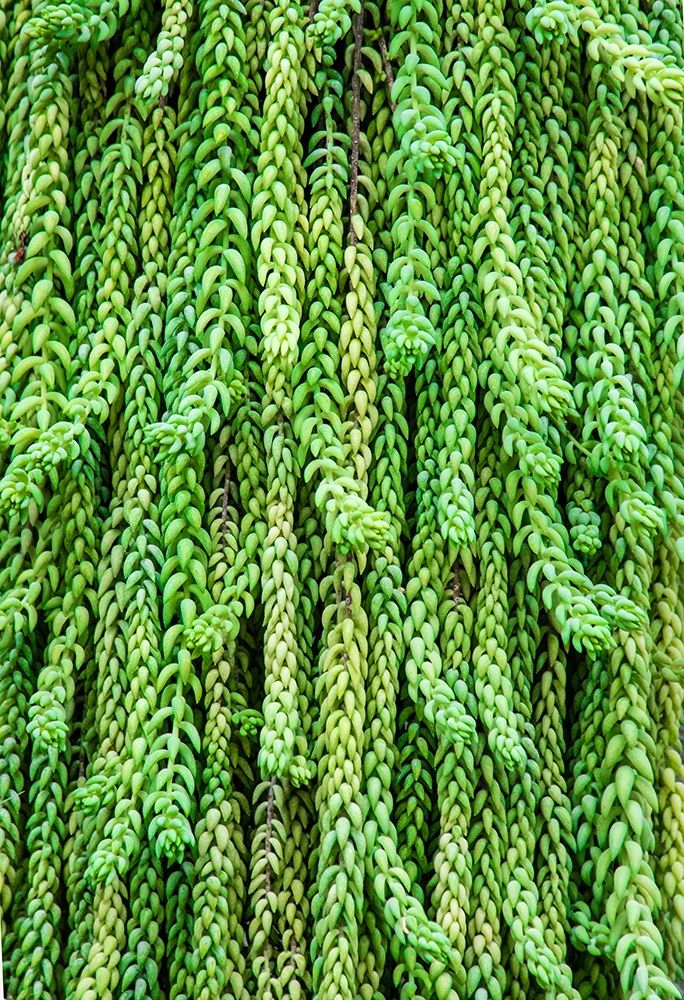Burros tail plant is named for its long-cylindrical leaves